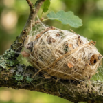Cacoon or Cocoon: Correct Spelling and Meaning Explained