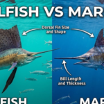 Sailfish vs Marlin: Speed, Size & Key Differences