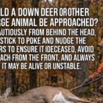 How Should a Downed Deer or Other Large Animal Be Approached?