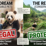 Buy a Panda Bear